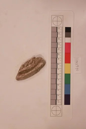 Stucco Fragment