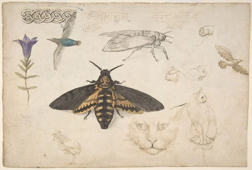 Studies of a Gentian, Moth, Birds, Cats, Interlacing Motif, and Greek Frets (recto); Ornamental Studies with Figures (verso)