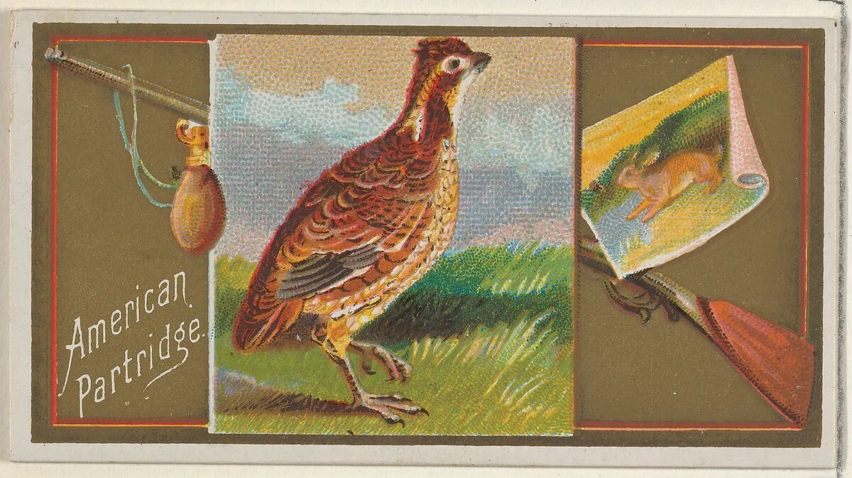American Partridge, from the Game Birds series (N13) for Allen & Ginter Cigarettes Brands — George S. Harris & Sons|Allen & Ginter