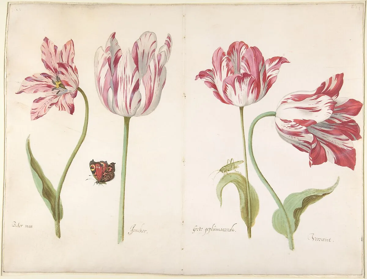 Four Tulips: Boter man (Butter Man), Joncker (Nobleman), Grote geplumaceerde (The Great Plumed One), and Voorwint (With the Wind) — Jacob Marrel