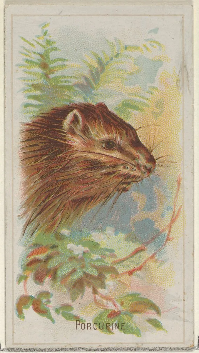 Porcupine, from the Wild Animals of the World series (N25) for Allen & Ginter Cigarettes — Allen & Ginter|George S. Harris & Sons