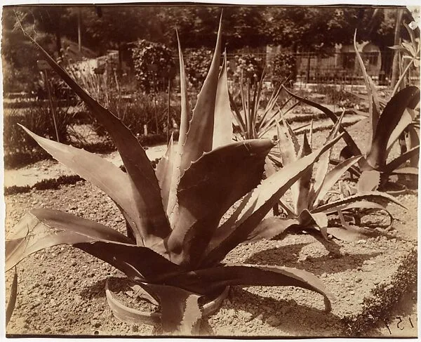Agave du Mexique — Eugène Atget