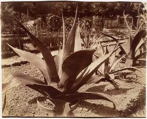 Agave du Mexique