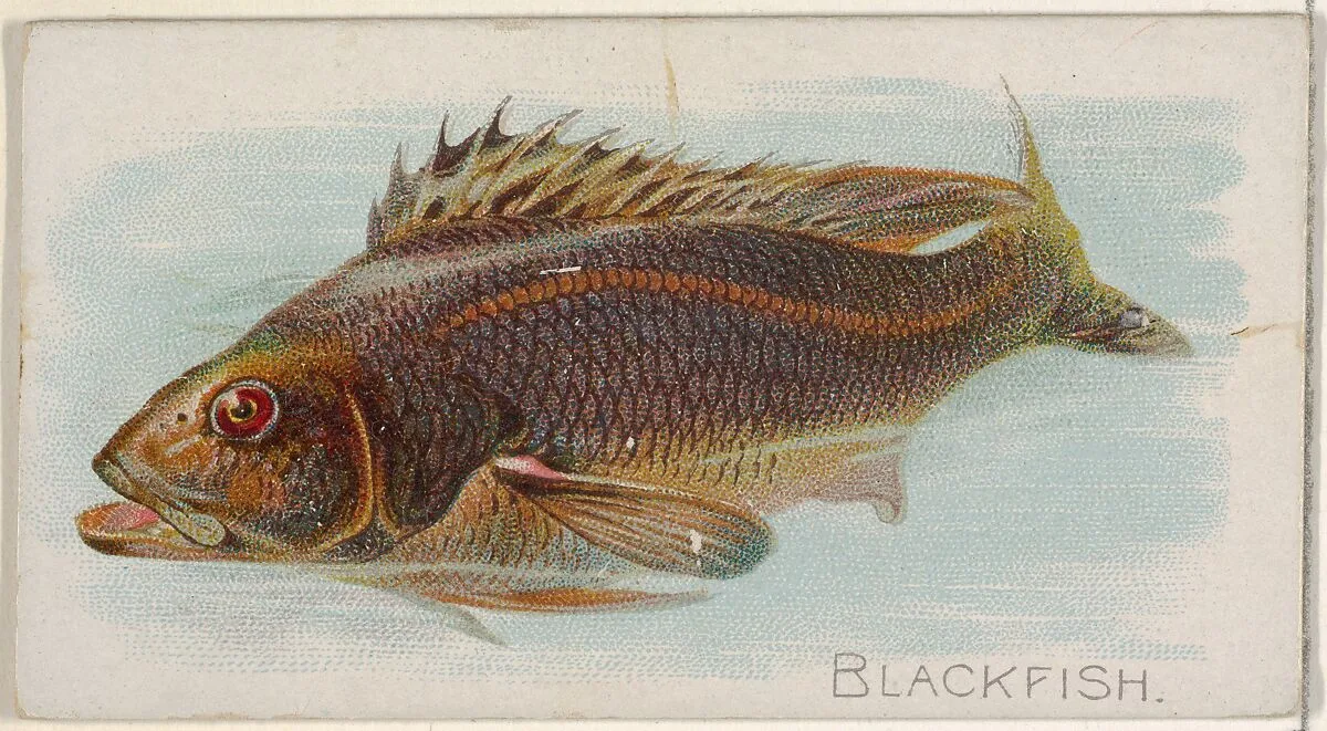 Blackfish, from the Fish from American Waters series (N8) for Allen & Ginter Cigarettes Brands — Allen & Ginter|Lindner, Eddy & Claus