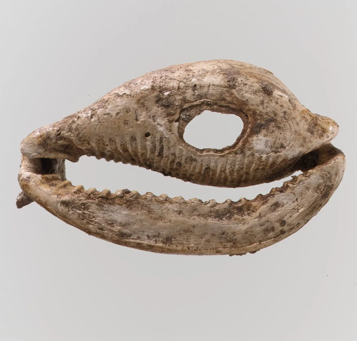 Shell — Unknown