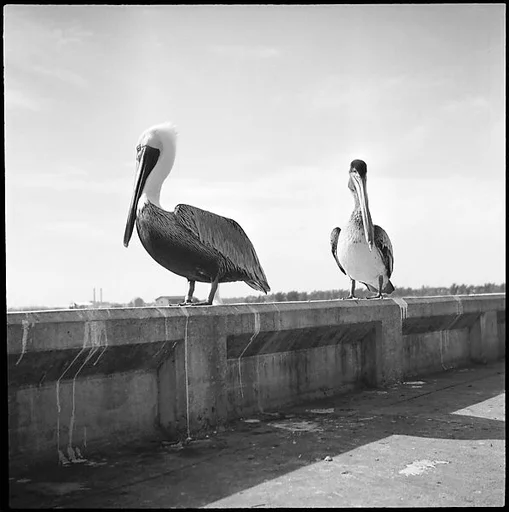 [Pelicans, Florida]