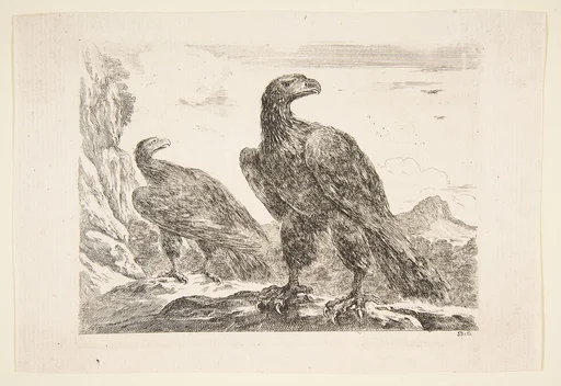 Two eagles, from 'Eagles' (Les aigles)