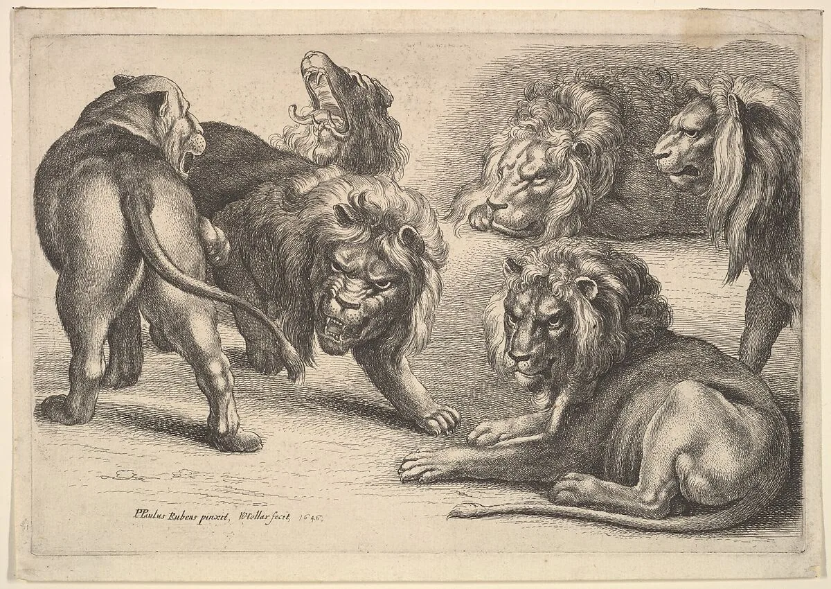 Six Lions in Various Poses — Peter Paul Rubens|Wenceslaus Hollar