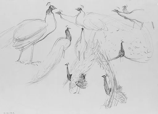 Peacocks