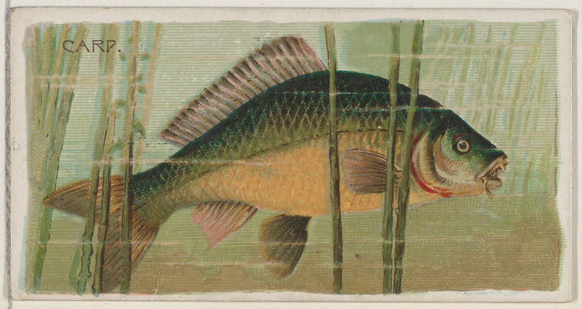 Carp, from the series Fishers and Fish (N74) for Duke brand cigarettes — W. Duke, Sons & Co.|Knapp & Company