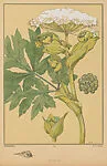 Ombelle (Umbel), pl. 22 — A. Calavas|Emile-Allain Séguy