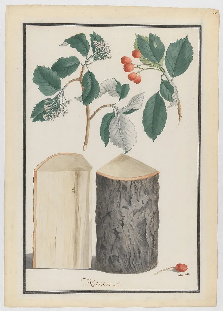 Studies of the leaves, blossoms, fruits and trunk of a whitebeam (Sorbus subgenus Aria) — Ludwig Pfleger