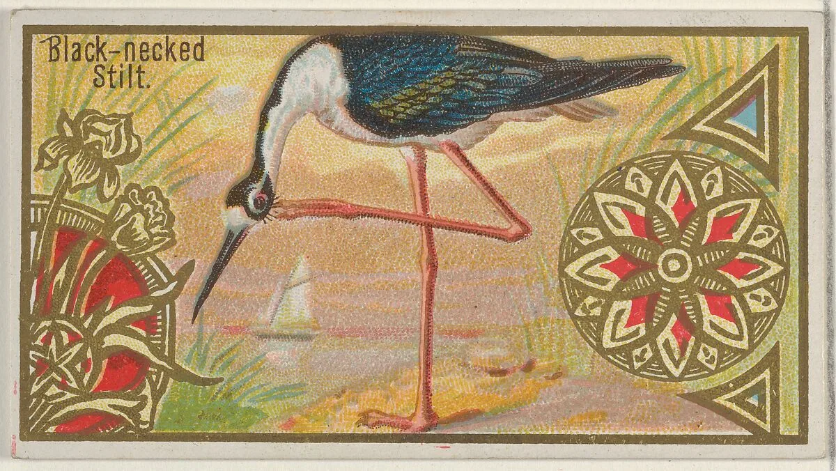 Black-necked Stilt, from the Game Birds series (N13) for Allen & Ginter Cigarettes Brands — Allen & Ginter|George S. Harris & Sons