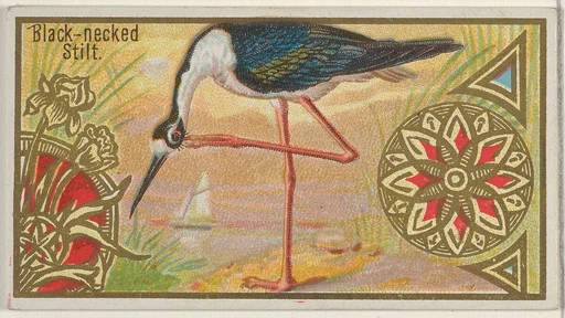 Black-necked Stilt, from the Game Birds series (N13) for Allen & Ginter Cigarettes Brands