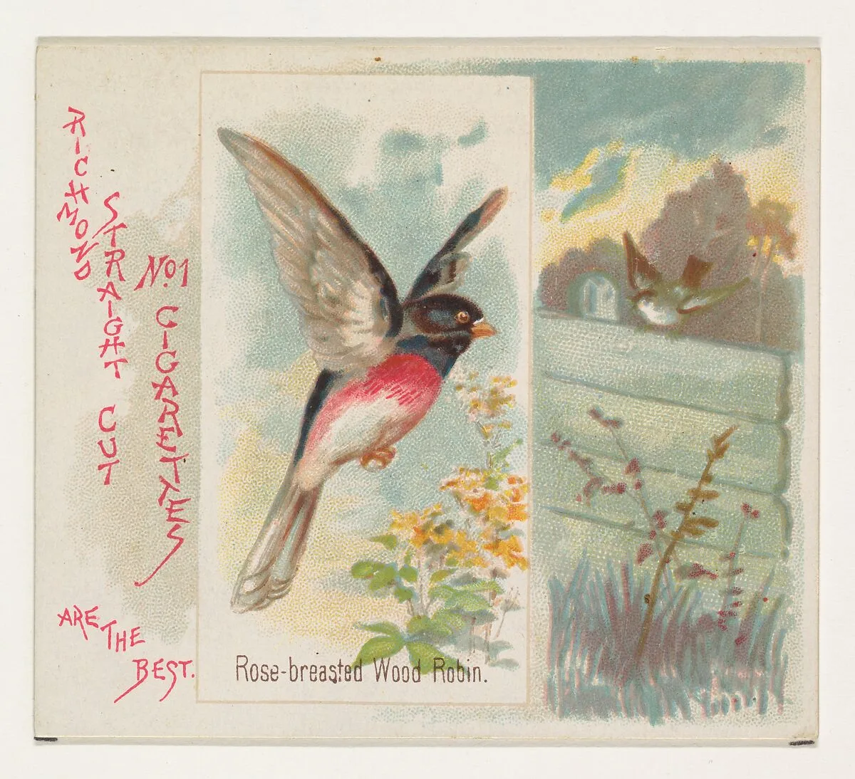 Rose-breasted Wood Robin, from the Song Birds of the World series (N42) for Allen & Ginter Cigarettes — Allen & Ginter|George S. Harris & Sons
