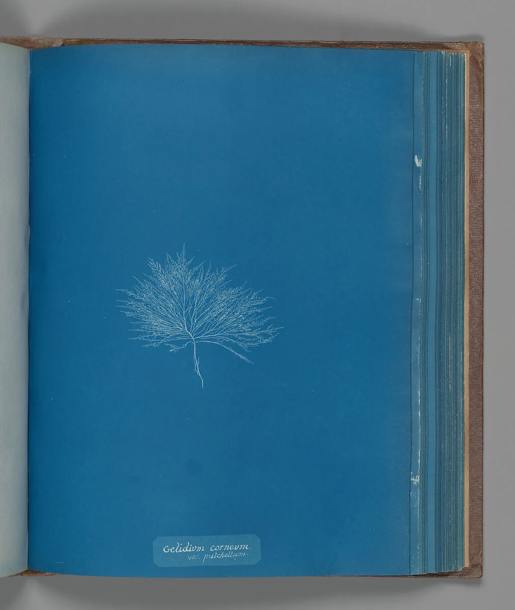 Gelidium corneum, var. pulchellum — Anna Atkins