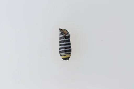 Part of an ear stud