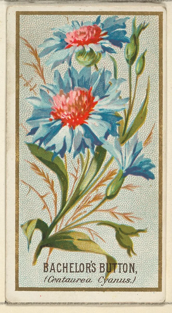 Bachelor's Button (Centaurea Cyanus), from the Flowers series for Old Judge Cigarettes — Goodwin & Company|George S. Harris & Sons