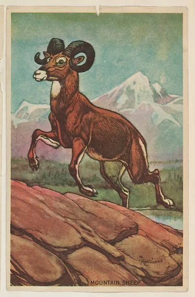 Mountain Sheep, collector card from the Animal's Pictures series (D12), issued by Roulstons Bread — Roulstons Bread