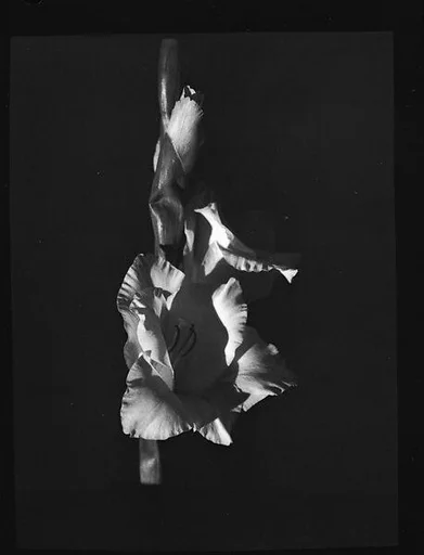 [Gladiola, Darien, Connecticut]