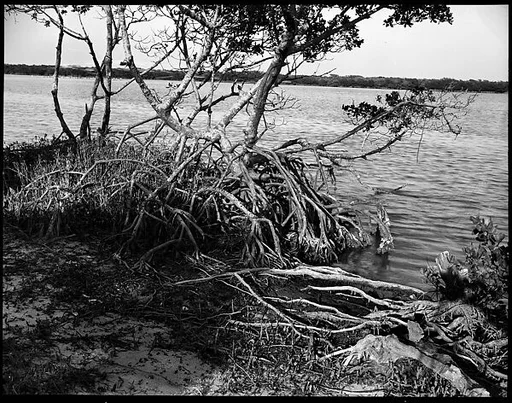 [Mangroves, Florida]