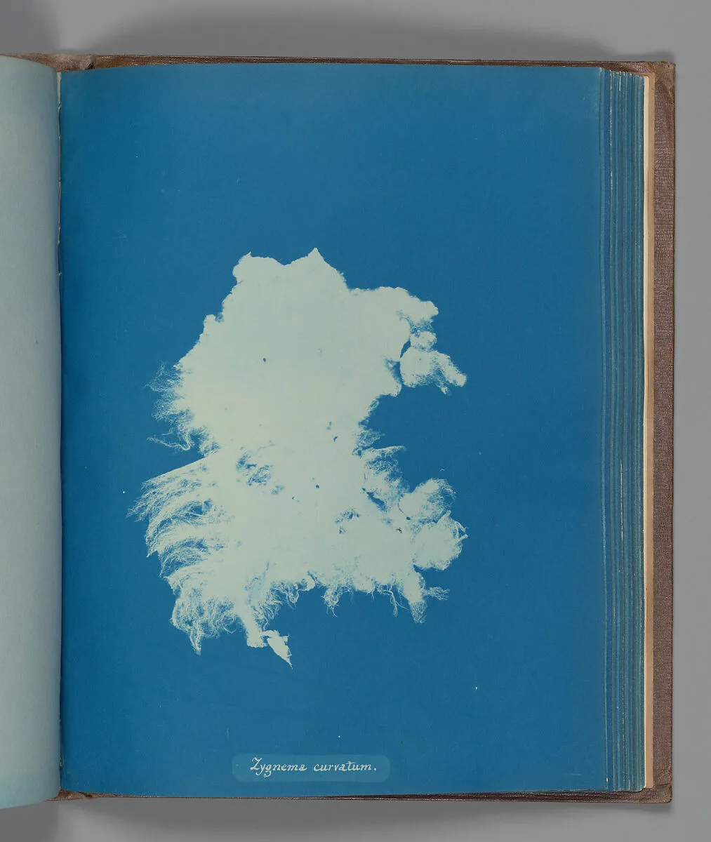 Zygnema curvatum — Anna Atkins