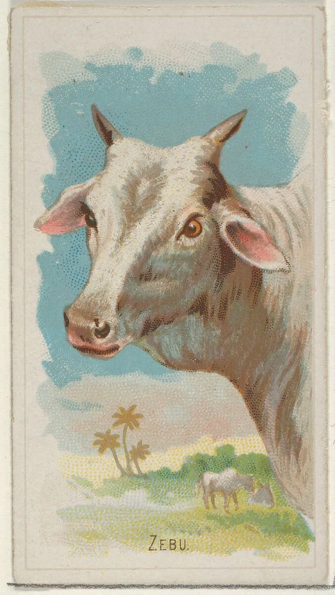 Zebu, from the Wild Animals of the World series (N25) for Allen & Ginter Cigarettes — Allen & Ginter|George S. Harris & Sons