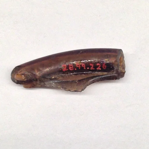 Fragment