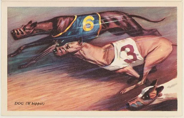 Dog (Whippet), bakery card from the Speed Pictures series (D39-8), issued by Bell Bakeries, Inc. — Bell Bakeries, Inc.