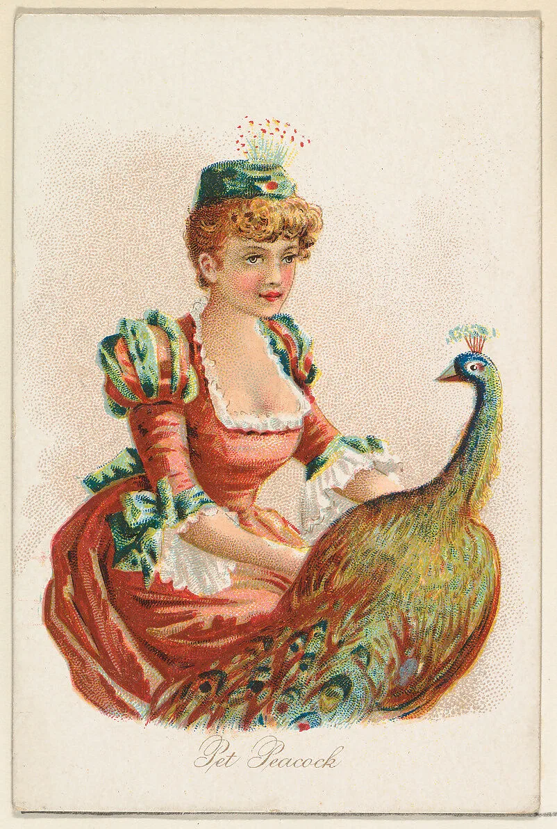 Pet Peacock, from the Household Pets series (N194) issued by Wm. S. Kimball & Co. — William S. Kimball & Company|American Tobacco Company|Julius Bien & Co.