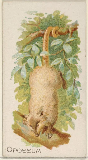 Opossum, from the Quadrupeds series (N21) for Allen & Ginter Cigarettes