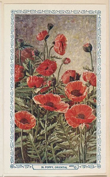 36. Poppy, Oriental, bakery insert card from the Flower Pictures series (D36), issued by the Freihofer Baking Company — Freihofer Baking Company