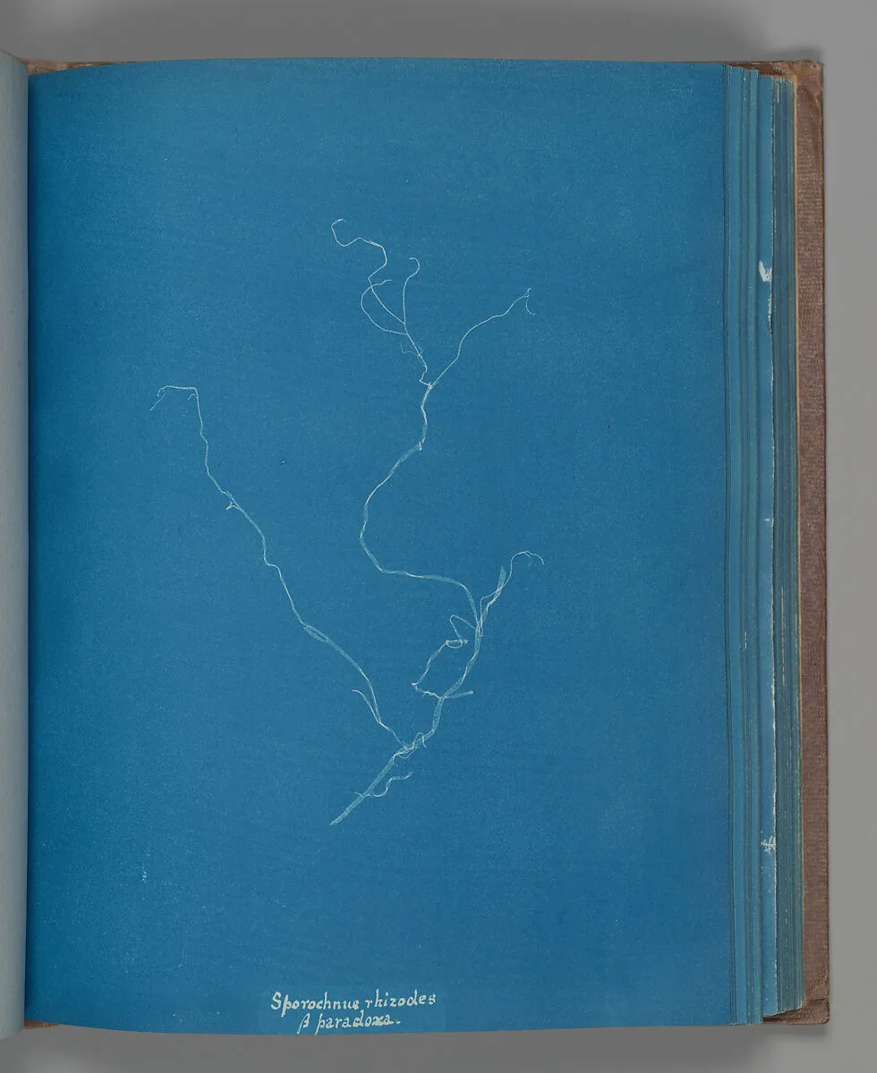 Sporochnius rhizodes ß paracloxa — Anna Atkins