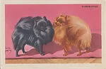 Pomeranian from Our Friend – the Dog Educational Pictures (W608-4) — Unknown