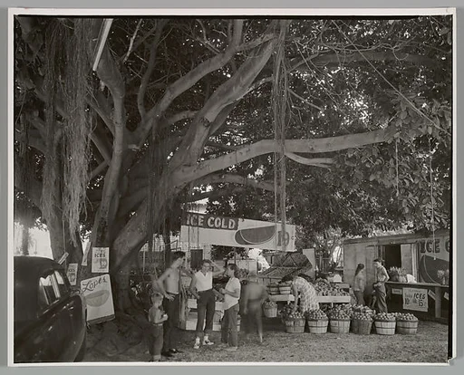 Fruit Market Under Banyan Tree, South Dixie Highway, Miami Florida