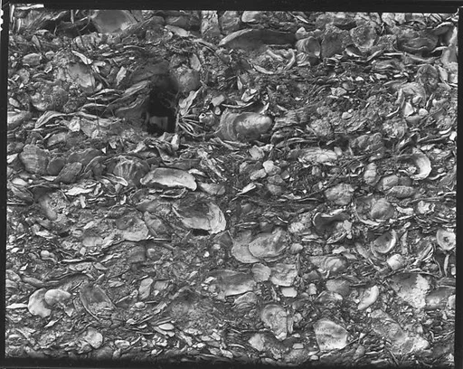 [Tabby Shell Construction Detail, St. Mary's, Georgia]