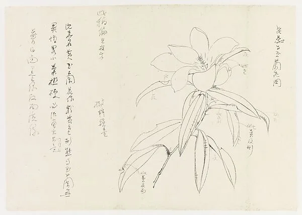 現代 謝稚柳 黃玉蘭圖 鏡片|Michelia — Xie Zhiliu
