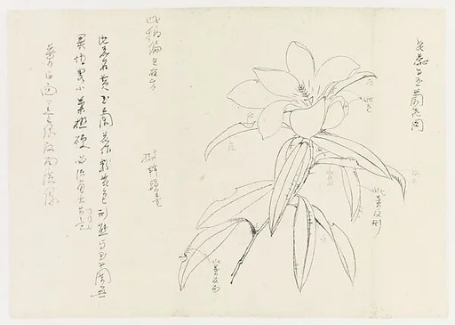 現代 謝稚柳 黃玉蘭圖 鏡片|Michelia