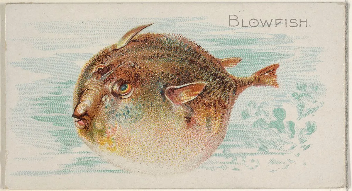 Blowfish, from the Fish from American Waters series (N8) for Allen & Ginter Cigarettes Brands — Allen & Ginter|Lindner, Eddy & Claus