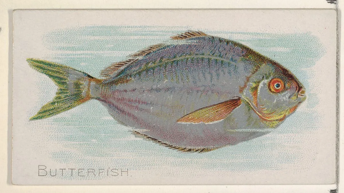 Butterfish, from the Fish from American Waters series (N8) for Allen & Ginter Cigarettes Brands — Allen & Ginter|Lindner, Eddy & Claus