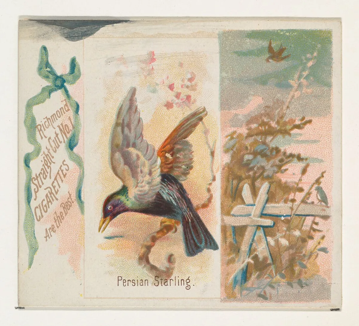 Persian Starling, from the Song Birds of the World series (N42) for Allen & Ginter Cigarettes — Allen & Ginter|George S. Harris & Sons