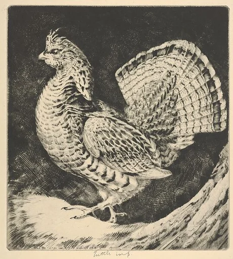 Strutting Cock