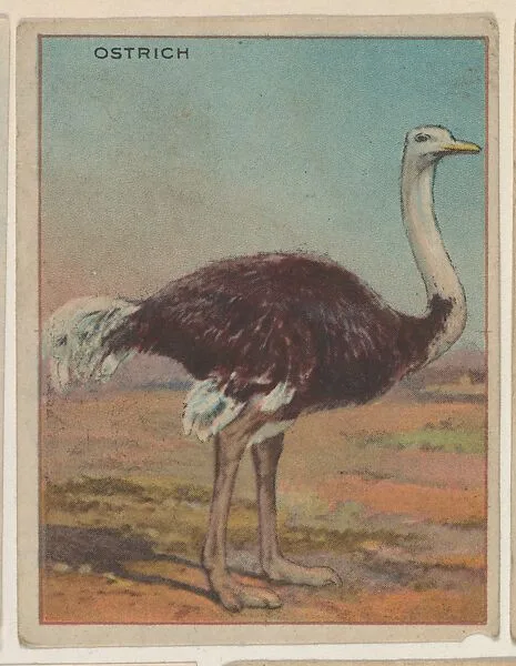 Ostrich, collector card from the Animals series (D9), issued by the Weber Baking Company to promote Onist Milk and Pullman Bread — Weber Baking Company