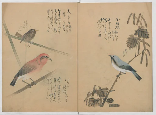 Kotori Ruishō|A Compendium of Small Birds