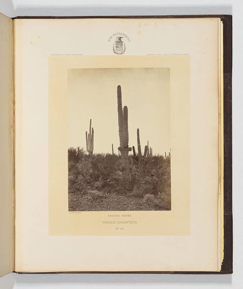 Cereus Giganteus — Timothy H. O'Sullivan