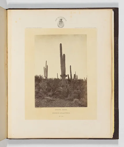 Cereus Giganteus