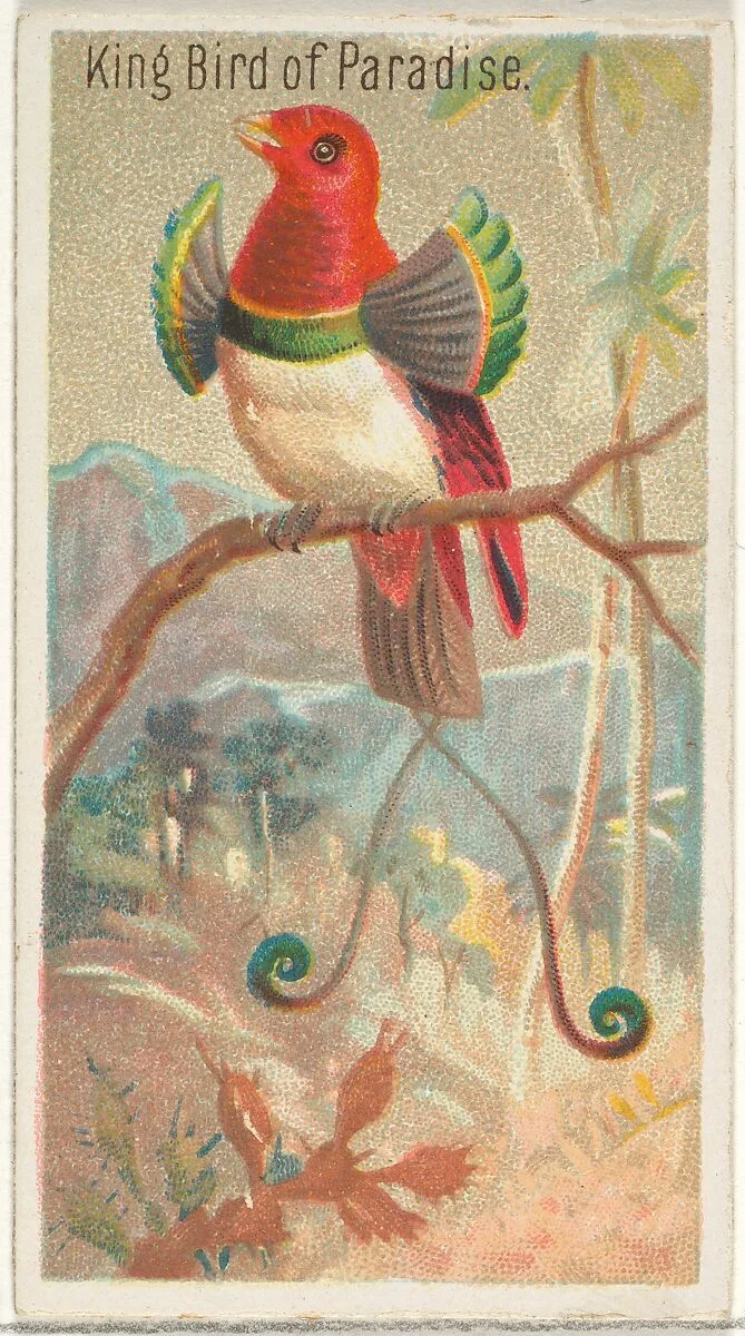 King Bird of Paradise, from the Birds of the Tropics series (N5) for Allen & Ginter Cigarettes Brands — Allen & Ginter|George S. Harris & Sons