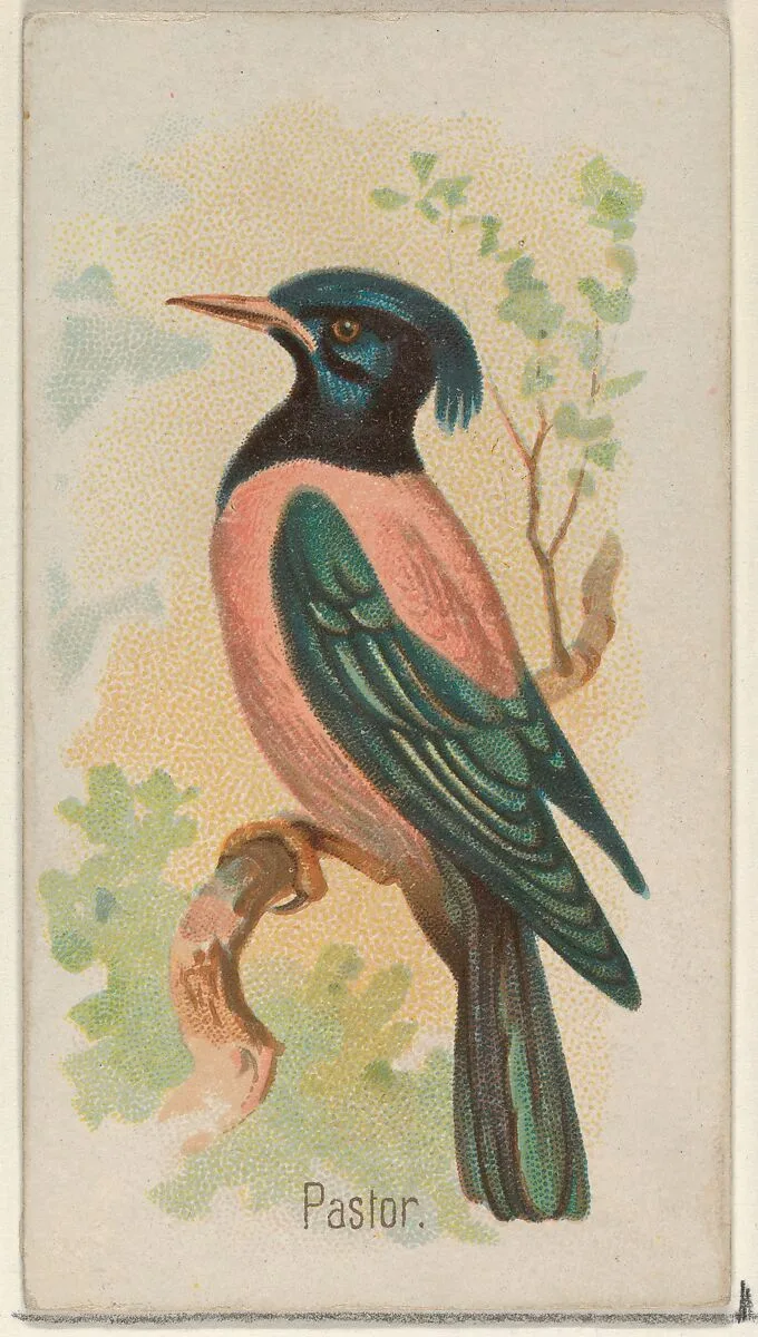 Pastor, from the Song Birds of the World series (N23) for Allen & Ginter Cigarettes — George S. Harris & Sons|Allen & Ginter