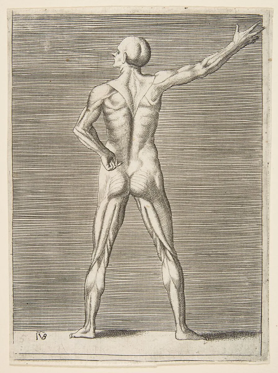Flayed man seen from the back, his right arm extended — Giulio Bonasone