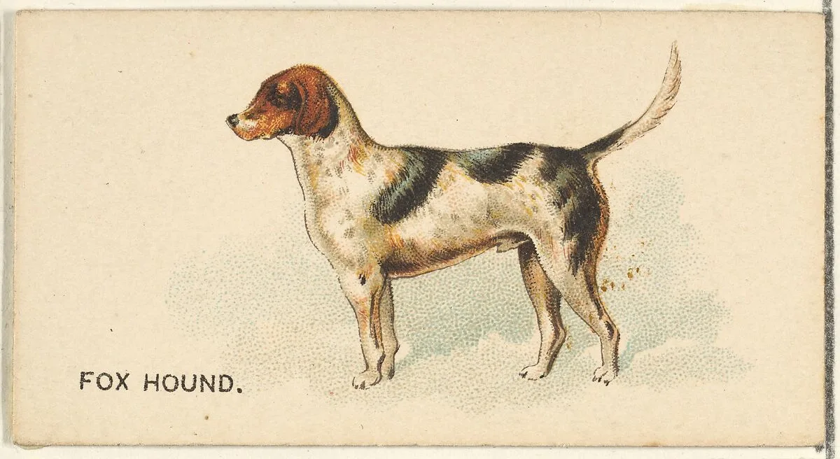 Fox Hound, from the Dogs of the World series for Old Judge Cigarettes — Goodwin & Company